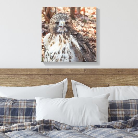 Red Tailed Hawk Canvas Afdruk (Insitu (Slaapkamer))
