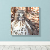 Red Tailed Hawk Canvas Afdruk (Insitu (Houten vloer))