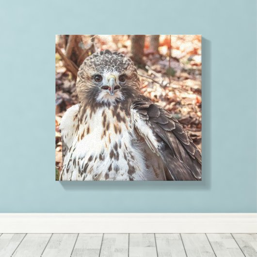 Red Tailed Hawk Canvas Afdruk (Insitu (Houten vloer))