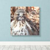 Red Tailed Hawk Canvas Afdruk (Insitu (Houten vloer))
