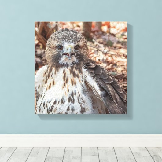 Red Tailed Hawk Canvas Afdruk (Insitu (Houten vloer))