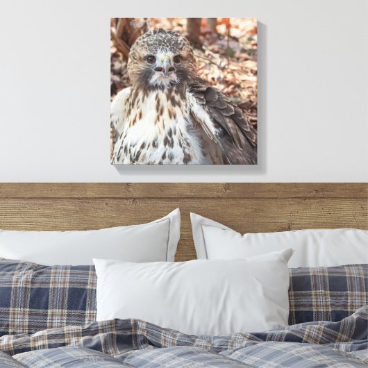 Red Tailed Hawk Canvas Afdruk (Insitu (Slaapkamer))