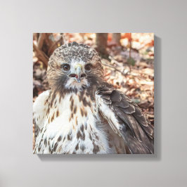 Red Tailed Hawk Canvas Afdruk