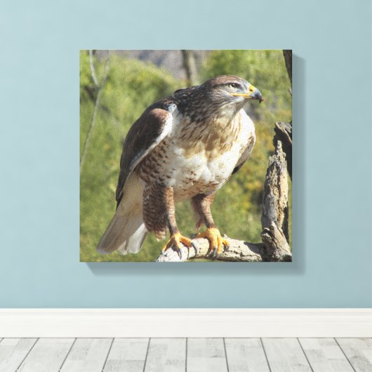 Red Tailed Hawk Canvas Afdruk (Insitu (Houten vloer))