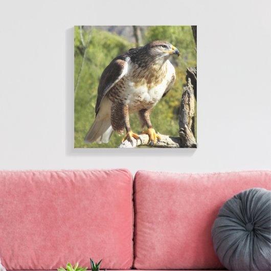 Red Tailed Hawk Canvas Afdruk (Insitu (Woonkamer))