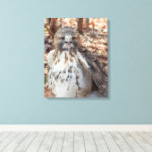 Red Tailed Hawk Canvas Afdruk (Insitu (Houten vloer))