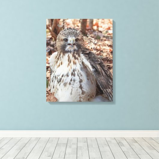 Red Tailed Hawk Canvas Afdruk (Insitu (Houten vloer))