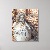Red Tailed Hawk Canvas Afdruk (Voorkant)
