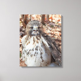 Red Tailed Hawk Canvas Afdruk