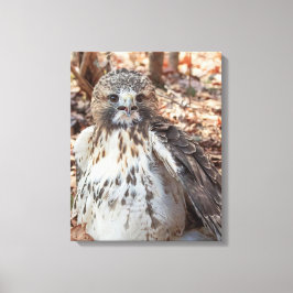 Red Tailed Hawk Canvas Afdruk