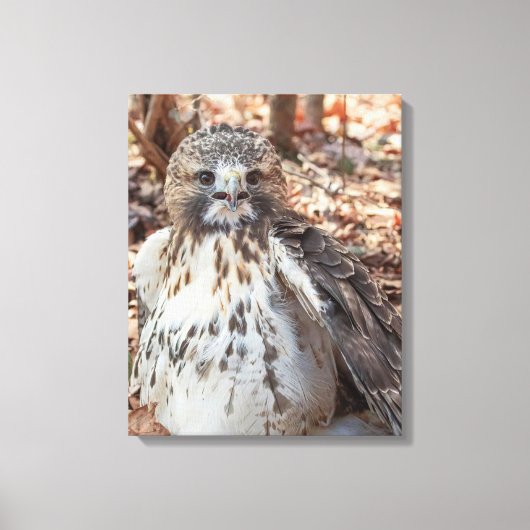 Red Tailed Hawk Canvas Afdruk (Voorkant)