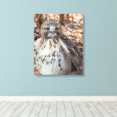 Red Tailed Hawk Canvas Afdruk (Insitu (Houten vloer))