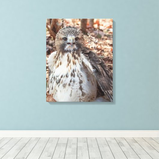 Red Tailed Hawk Canvas Afdruk (Insitu (Houten vloer))