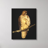 Red Tailed Hawk Canvas Afdruk (Voorkant)