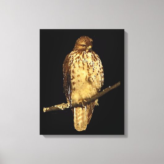 Red Tailed Hawk Canvas Afdruk (Voorkant)