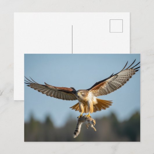 Red-tailed hawk catches squirrel  briefkaart (Voorkant / Achterkant)