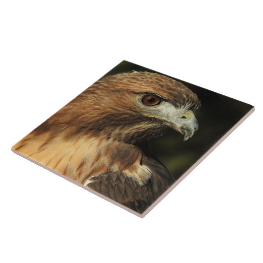 Red Tailed Hawk Ceramic Tile Tegeltje (Zijkant)