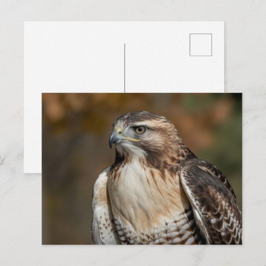 Red-tailed hawk closeup briefkaart (Voorkant / Achterkant)