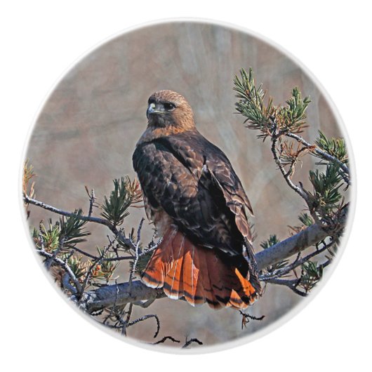 Red-tailed Hawk Custom Keramische knop (Voorkant)