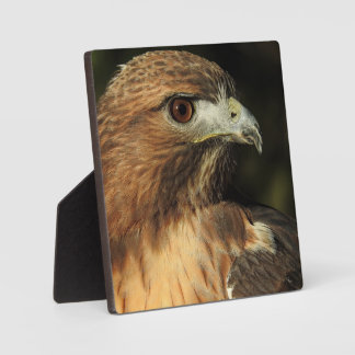 Red Tailed Hawk Desktop Plaque Fotoplaat