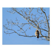 Red Tailed Hawk Foto Afdruk (Voorkant)