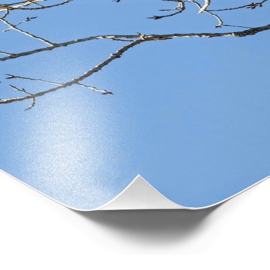 Red Tailed Hawk Foto Afdruk (Hoek)