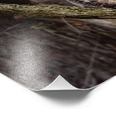 Red-Tailed Hawk Foto Afdruk (Hoek)