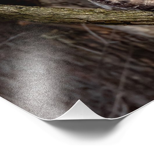 Red-Tailed Hawk Foto Afdruk (Hoek)