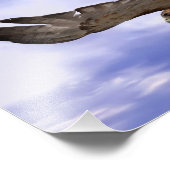 Red Tailed Hawk Foto Afdruk (Hoek)