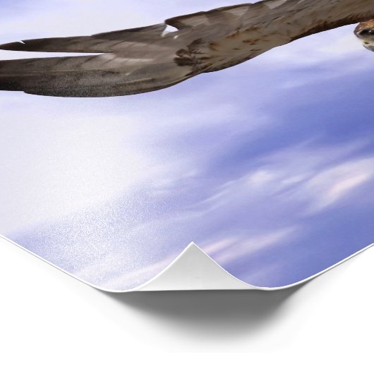 Red Tailed Hawk Foto Afdruk (Hoek)