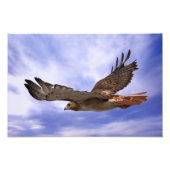 Red Tailed Hawk Foto Afdruk (Voorkant)