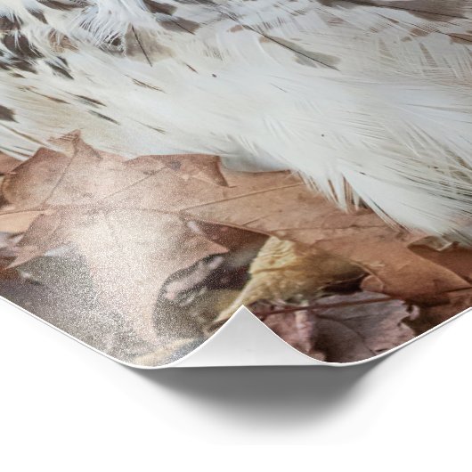 Red Tailed Hawk Foto Afdruk (Hoek)