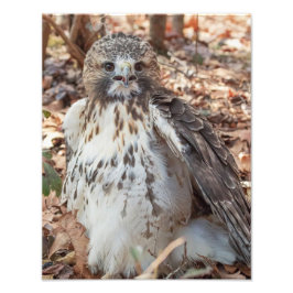 Red Tailed Hawk Foto Afdruk