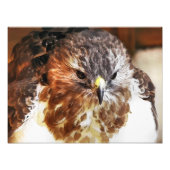 RED TAILED HAWK FOTO AFDRUK (Voorkant)