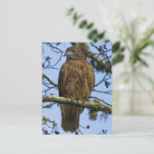 Red Tailed Hawk Foto Briefkaart (Staand voorkant)