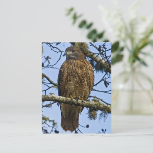 Red Tailed Hawk Foto Briefkaart (Staand voorkant)