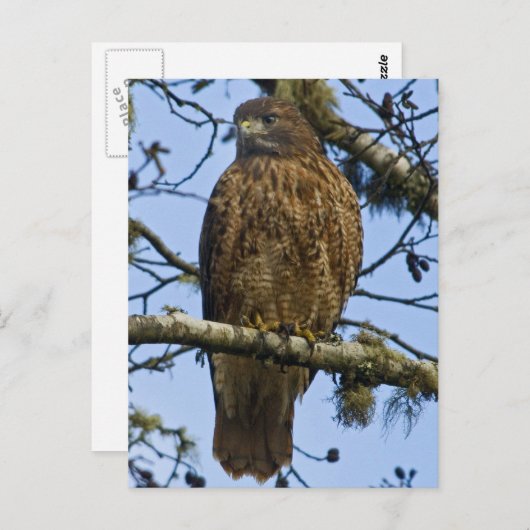 Red Tailed Hawk Foto Briefkaart (Voorkant / Achterkant)