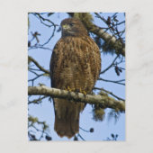 Red Tailed Hawk Foto Briefkaart (Voorkant)