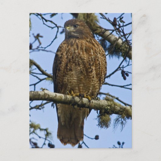 Red Tailed Hawk Foto Briefkaart (Voorkant)