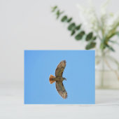 Red-Tailed Hawk Foto Briefkaart (Staand voorkant)