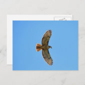 Red-Tailed Hawk Foto Briefkaart (Voorkant / Achterkant)