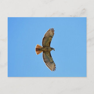Red-Tailed Hawk Foto Briefkaart