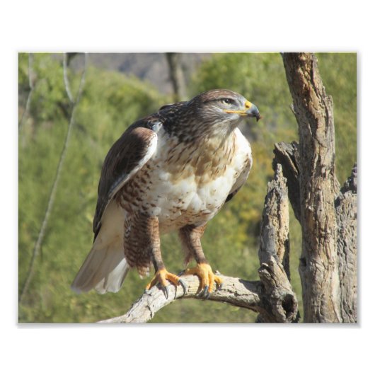 Red Tailed Hawk-foto Foto Afdruk (Voorkant)