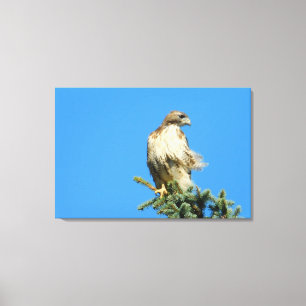 Red Tailed Hawk Free in de Wind Canvas Afdruk