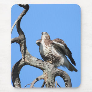 Red Tailed Hawk, geplaatst voor vertrek Muismat