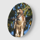 Red Tailed Hawk Grote Klok (Hoek)