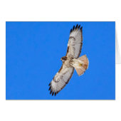 Red Tailed Hawk in vlucht (Voorkant Horizontaal)