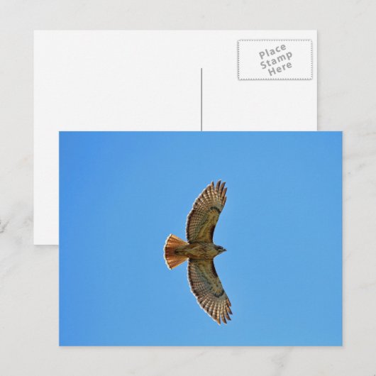 Red-Tailed Hawk in vlucht Briefkaart (Voorkant / Achterkant)