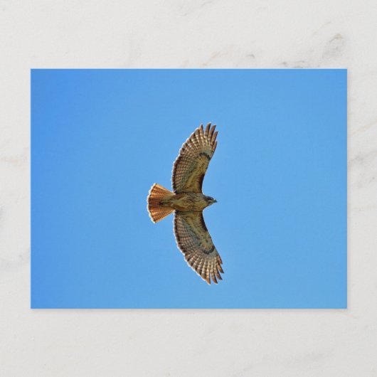 Red-Tailed Hawk in vlucht Briefkaart (Voorkant)