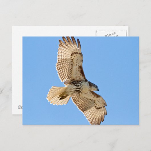 Red Tailed Hawk in vlucht Briefkaart (Voorkant / Achterkant)